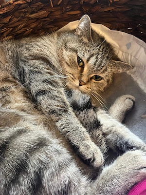 Nala und Coco suchen ein neues Zuhause 