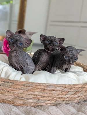 Sphynx Kätzchen suchen ihr Zuhause 