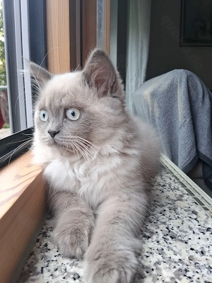 Birma Kitten Kater 