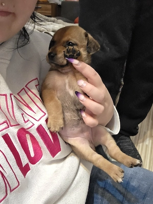 4 von 9 bezaubernden Dackel-Shiba-Inu-Mix-Welpen suchen liebevolle Familien       Bild 8