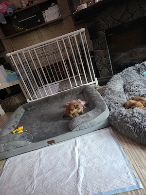 4 von 9 bezaubernden Dackel-Shiba-Inu-Mix-Welpen suchen liebevolle Familien       Bild 7