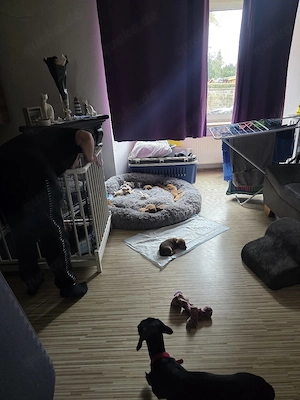 4 von 9 bezaubernden Dackel-Shiba-Inu-Mix-Welpen suchen liebevolle Familien       Bild 6