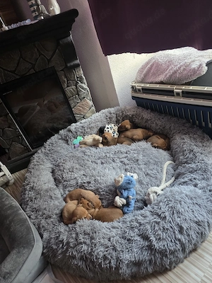 4 von 9 bezaubernden Dackel-Shiba-Inu-Mix-Welpen suchen liebevolle Familien       Bild 1
