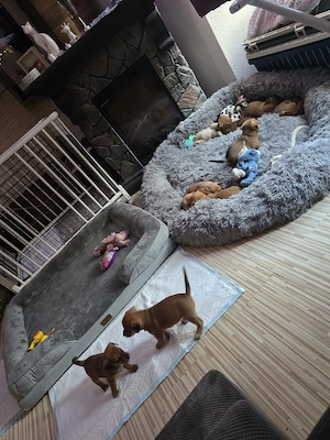 4 von 9 bezaubernden Dackel-Shiba-Inu-Mix-Welpen suchen liebevolle Familien       Bild 10