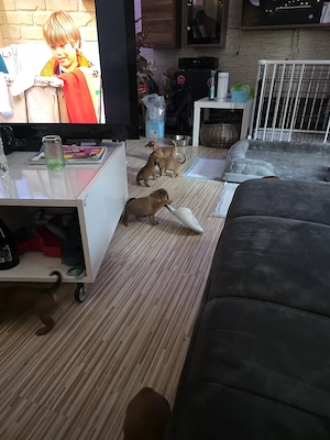 4 von 9 bezaubernden Dackel-Shiba-Inu-Mix-Welpen suchen liebevolle Familien       Bild 5