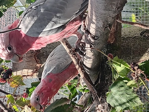Rosa-Kakadu