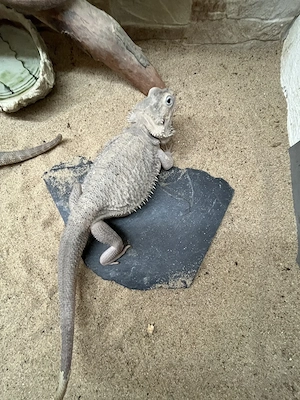 Bartagame weiblich "zero", 2 Jahre alt