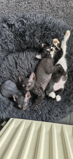    3 Sphynx-Kitten suchen ihr neues Zuhause   