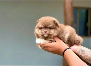 Liebevolle Teacup-Pomeranian-Welpen suchen ihr Zuhause auf Lebenszeit