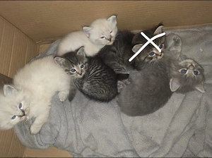Never-Masquaraden-Mix Kitten