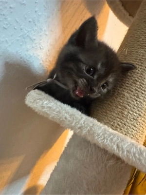 bkh kitten zu verkaufen