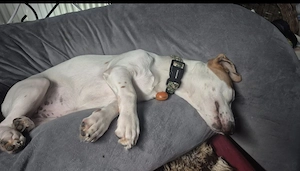 Jack Russell  Mädchen 