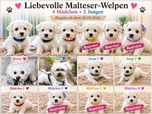 Liebevolle Malteser-Welpen   4 Mädchen & 2 Jungen