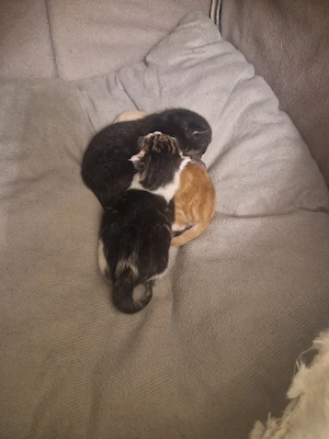 Kitten suchen ein zu hause 