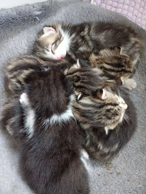 Katzenkinder suchen Zuhause