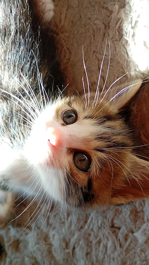 Katzenkinder suchen ein Zuhause Bild 5