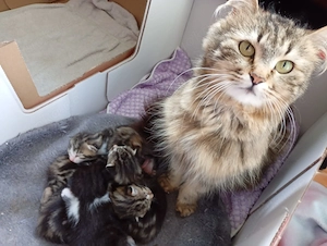 Katzenkinder suchen ein Zuhause Bild 7