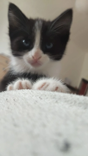 Katzenkinder suchen ein Zuhause Bild 4