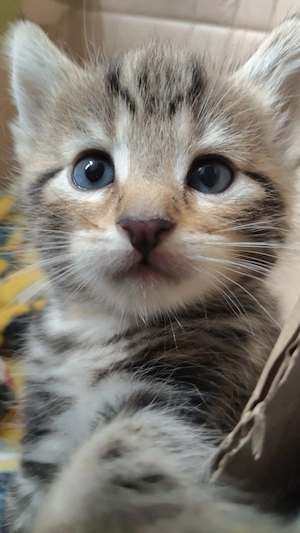 Katzenkinder suchen ein Zuhause Bild 8