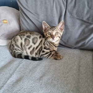 Bengal-Kater F4, kleiner Gangster mit großem Herz 