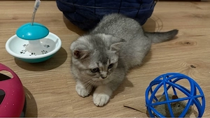 drei süßen Kitten