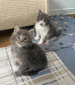 Zauberhafte Maine Coon Babys 
