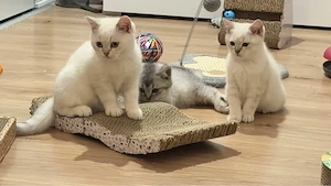 drei süßen Kitten