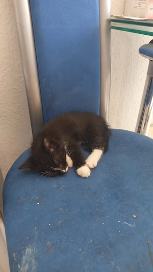 4 weibliche kitten ca 2.5 Monate alt 