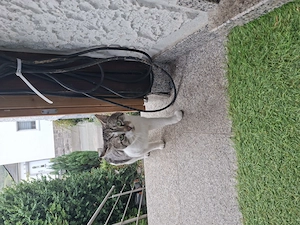 Verschmuster Kater 