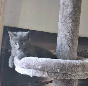 Maine coon mix Kitten