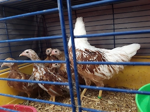 Hühner Huhn mit Küken zu verschenken 