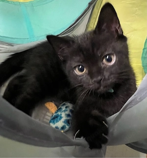 Schöner schwarzer Babykater sucht Familie