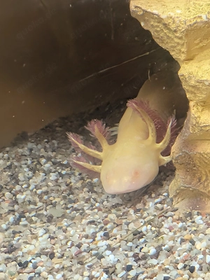 Axolotl Jungtiere 