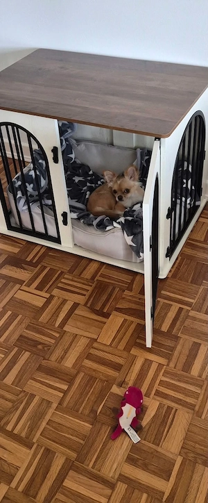 chihuahua rüde