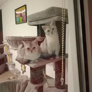 BKH Kater 5Monate alt (fest  Preis)