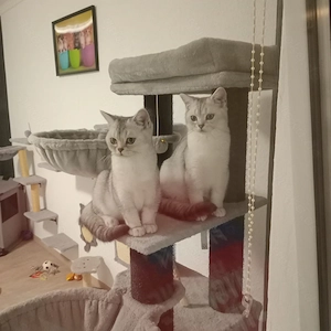 BKH Kater 5Monate alt