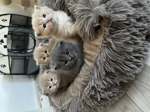 Wunderschöne BKH   BLH Kitten 