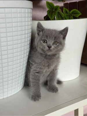 BKH kitten