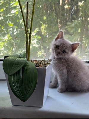 BKH kitten