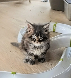 zauberhafte Maine Coon Kitten gengetesteter Eltern