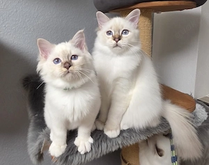 Birma Kitten (Chokolate Tabby Point)