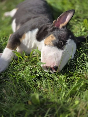 miniatur Bullterrier welpen nur 2 suchen noch 