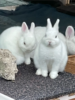Süsse Kaninchenbabys
