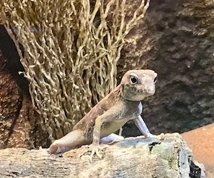 Skorpionschwanzgecko , Pristurus carteri Masirah Island