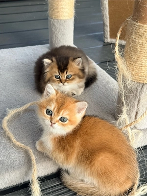 Bkh & Blh Kitten suchen ein neues Zuhause 