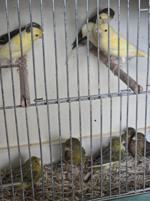 kanarienvögel 