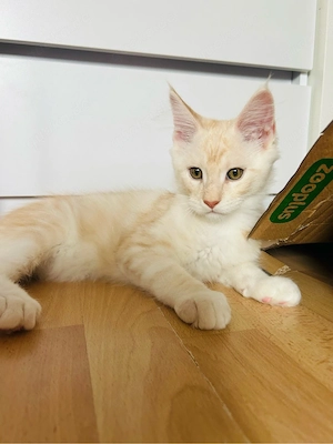 Maine Coon Kater