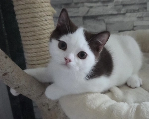 BKH Britisch Kurzhaar Kitten choco White  Auszugsbereit 