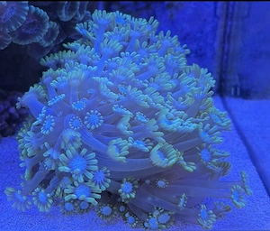 Alveopora min. 20cm Durchmesser