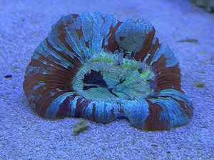 Trachyphyllia